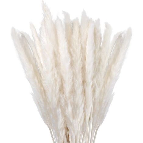 Herbe de la Pampa Sechees Decoration Lot de 30,Fleurs Séchées Naturelles 45cm Blanche, Fleur de Pampa pour Deco Salon,Chambre, Interieur,Maison,Cuisine,Domicile,Balcon (Vase Non Inclus) (1/5)