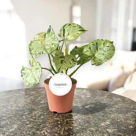 Gardenaria Syngonium 'Green splash' - Pianta da interno ornamentale - Altezza: 25 cm (vaso 12) (1/5)