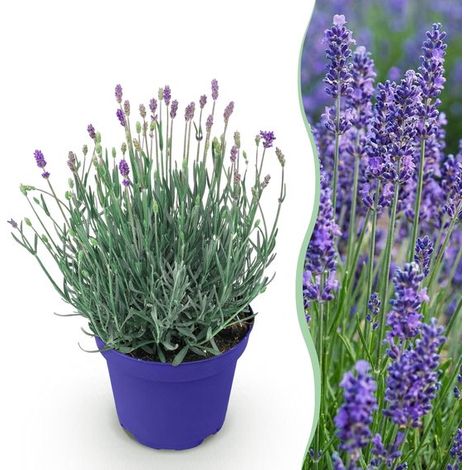 Green boutiQ - Plante de jardin - Lavandula angustifolia Hidcote - Lavande - Rustique - Violet - 1 plante - Pot de 12 cm - Hauteur 15-25 cm (1/5)