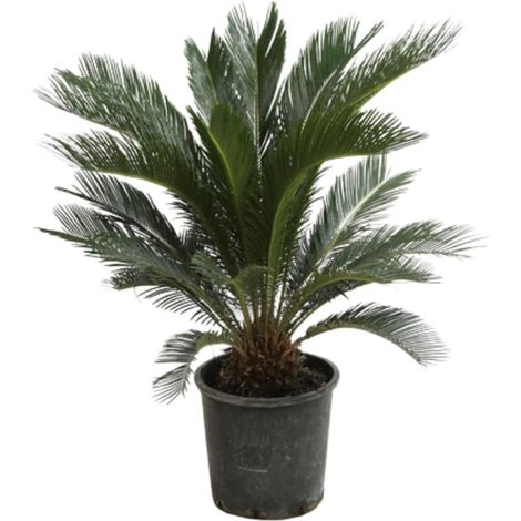 Cycas Cycas revoluta Pot 18L