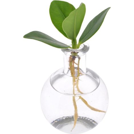 Clusia In Plante Hydroponique Décorative Feuillage Vert Pot Verre 5 cm Hauteur 10 cm - PANGIVO (1/4)
