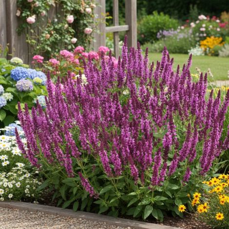 Sauge des bois Rose Queen/Lot de 3 godets