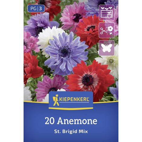 Kiepenkerl Kronen-Anemone Brigid Mischung mehrfarbig 20 Stück Zwiebeln (1/2)