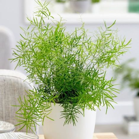 1 PIANTA DI ASPARAGUS DENSIFLORUS “SPRENGERI VASO 13CM asparagina da interno