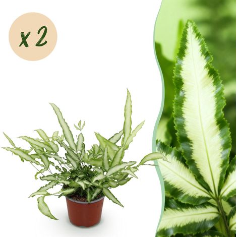 Lot de 2 Fougères Pteris cretica Albolineata - Plante d'intérieur Panachée et Amie des Animaux - 28-30 cm - PANGIVO