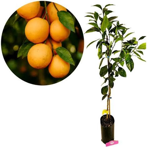 1 plant /tree (approx 1m) - citrus sinensis (navel powell) orange