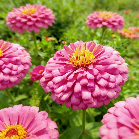 2000 Zinnia Seeds – Crazy Blend, Faciles à Cultiver, Non Traitée, Fleurs Spectaculaires – Rose (1/5)