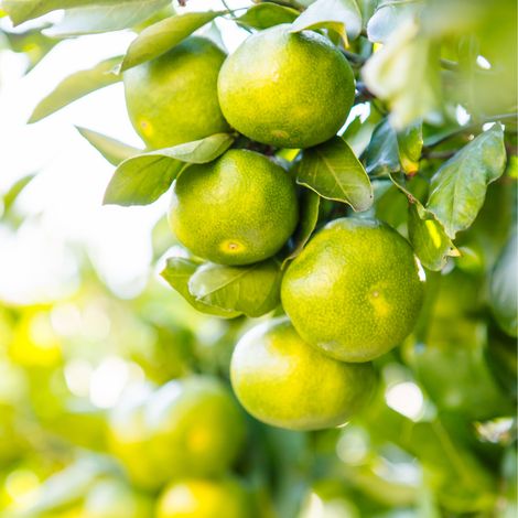 Mandarinier Purscha' - Citrus purscha mini tige en pot de 22cm (1/2)