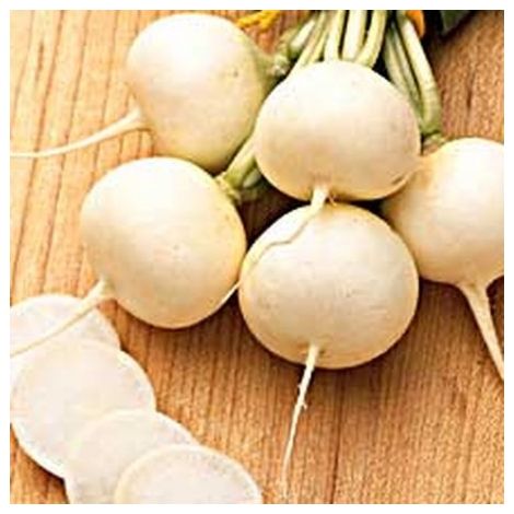 Radis ronde witte ( rond blanc ) - 10g