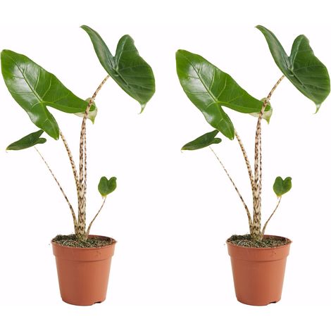 Bloomique - Lot de 2 - Alocasia Zebrina - Oreille d'éléphant - Plantes d'intérieur - Purificateur d'air - Hauteur 30-50 cm - Pot de 14 cm