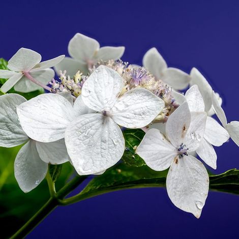 Hortensia à grandes feuilles 'Libelle' (Hydrangea macrophylla 'Libelle') (1/2)