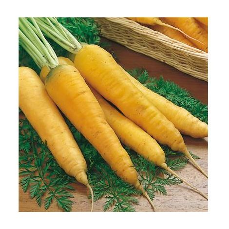 CAROTTE FOURRAGERE JAUNE OBTUSE DU DOUB - 50 G