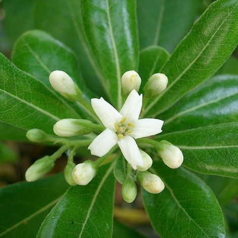 Pittosporum tobira 'Nanum' - 40-50 cm pot