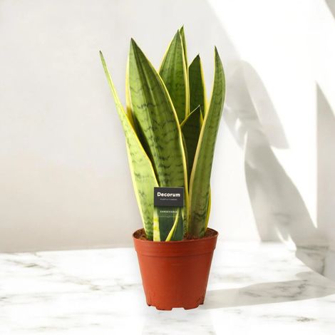 Gardenaria Sansevieria trifasciata 'White Snow' - Pianta da interno ornamentale - Altezza: 30 cm (vaso 12) (1/5)