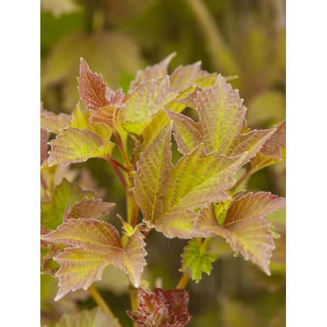 Viorne 'Bailey Compact' Pot de 3L/4L