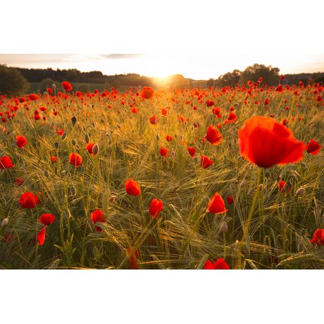 Papier peint panoramique floral champ de coquelicots | Tapisserie panoramique fleurie rouge & vert | Papier peint panoramique cuisine & salon - 267 x 400 cm (4 pièces) (1/2)