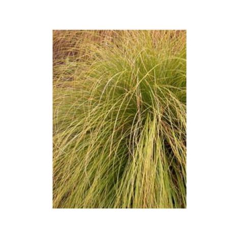 Laîche 'Kiwi' Godet de 8/9 cm (1/2)