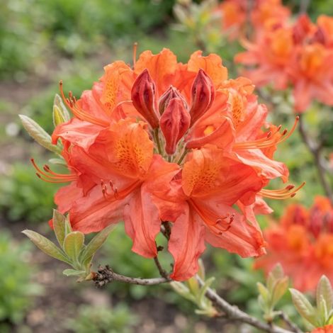 Azalée Mollis 'Saturnus' (Azalea mollis 'Saturnus')