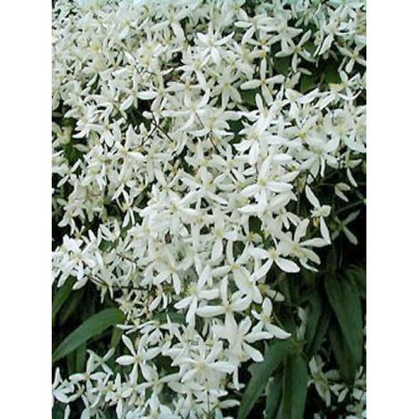 Clématite d'Armand 'Snowdrift' Pot de 2L/3L (1/2)
