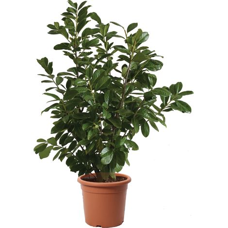 Prunus Laurocerasus Novita - Piante Vere da Esterni - H 80-100 cm Vaso Ø 24 cm