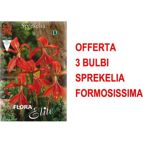 OFFERTA 3 BULBI SPREKELIA FORMOSISSIMA GIGLIO DEGLI ATZECHI BULBS