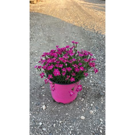 Œillet Dianthus Kaori Pot 18 cm Plante Vivace à Fleurs d'Extérieur (1/5)