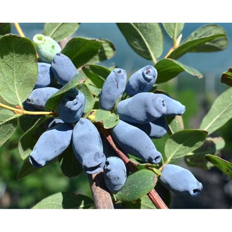MIRTILLO SIBERIANO - Lonicera kamtschatica Aurora V.15 Pianta cespugliosa Frutta