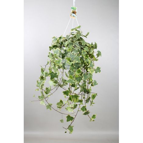 Hedera Helix Gold Child plante grimpante et retombante feuillage vert pot 24 cm - PANGIVO (1/5)