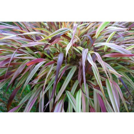 Gardenaria Hakonechloa macra 'Naomi' - Graminacea ornamentale da esterno - Altezza: 40 cm (vaso 17)