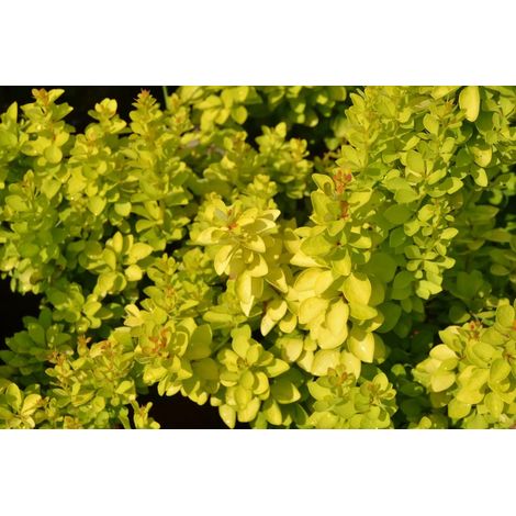 Gardenaria Berberis 'Thunbergii Maria' - Arbusto ornamentale da giardino - Altezza: 30/35 cm (vaso19) (1/3)