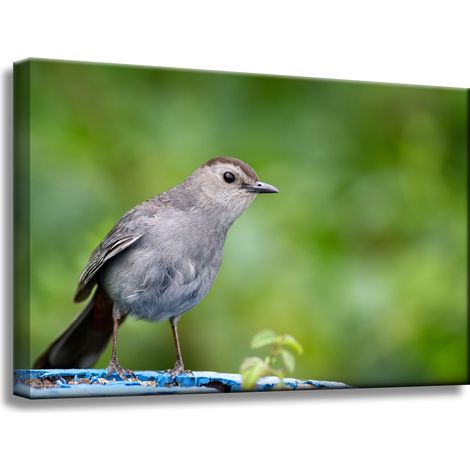 Leinwanddruck Tiere Sitzender Vogel 60x40