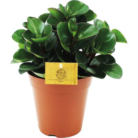 Peperomia Burning Bush Plante d'Intérieur au Feuillage Décoratif Ø15 cm Hauteur 25 cm - PANGIVO