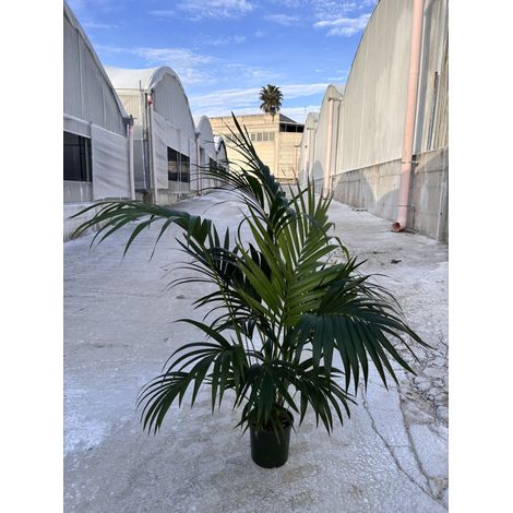 HOWEA FORSTERIANA VASO 20