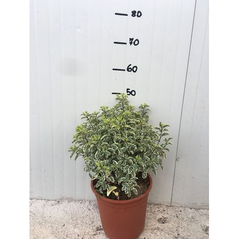 Pitosforo Silver Queen (Pittosporum Tenuifolium Silver Queen) vaso 24 cm