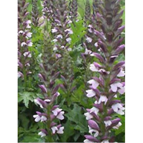 Acanthe 'Morning Candle' Godet de 8/9 cm (1/3)