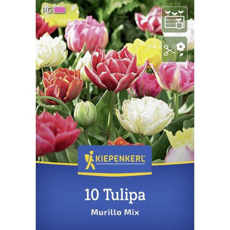Kiepenkerl Herbstblumenzwiebel Tulpe Murillo Mix 10 Stück (1/2)