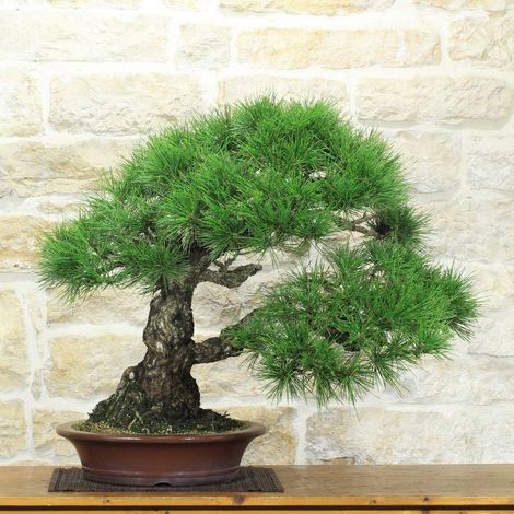 Bonsai di Pino Nero Thunbergii (94) (1/5)