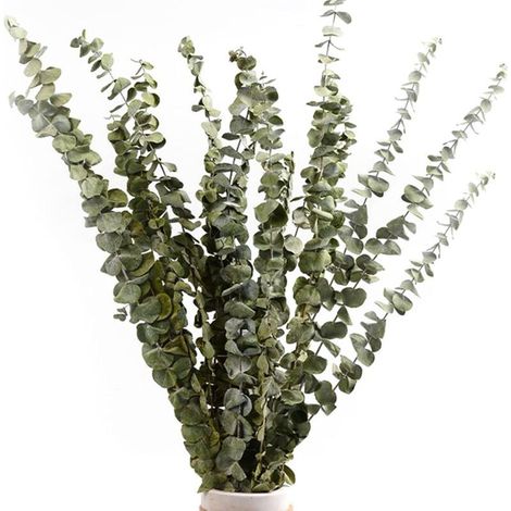 Eucalyptus Séché - Longueur 40 à 60 cm - Décoration Intérieure Salon Chambre Bureau - Lot de 12 à 14 Branches