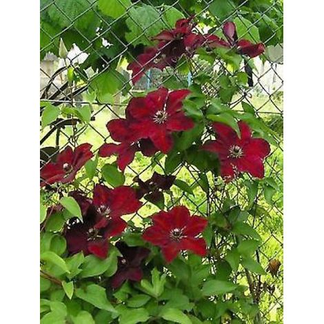Clématite 'Wester Platte' Pot de 2L/3L (1/2)