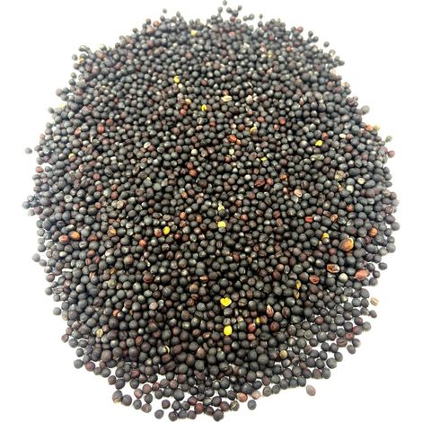 Graines de colza 1 kg – Exposition en plein soleil – Semis de mars à mai – Récolte de juillet à septembre – Emballage hermétique
