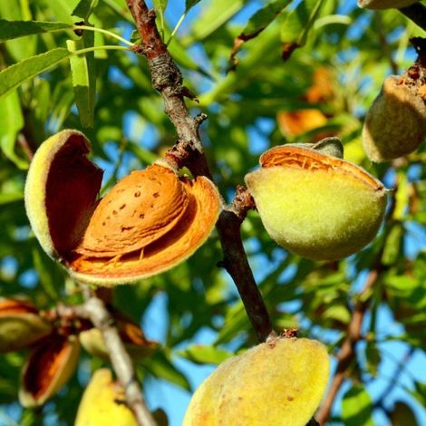 PIANTA DA FRUTTO MANDORLO TUONO in vaso 20 età 2/3 anni (foto reali)
