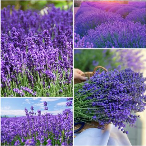 Lavande Anglaise 13000 graines – Haute Germination, Semis Facile, Parfum Naturel Durable (1/5)