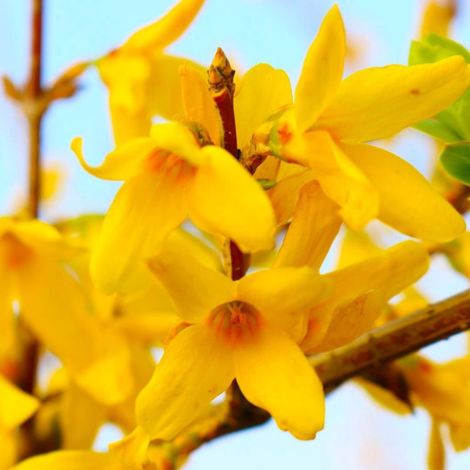 Pépinières Naudet – Mimosa de Paris 'Lynwood Gold' – Arbuste caduc 2-3m – Fleurs jaunes en avril – Exposition ensoleillée – Résistant jusqu'à -15°C (1/5)