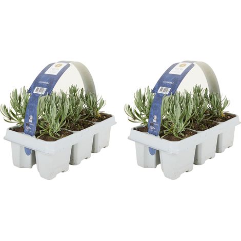 Bloomique - Lot de 2 - Lavandula angustifolia 'White' - Lavande blanche - Rustique - Parfumée - Pour balcon et jardin - Hauteur 10-20 cm - Motte 6 cm
