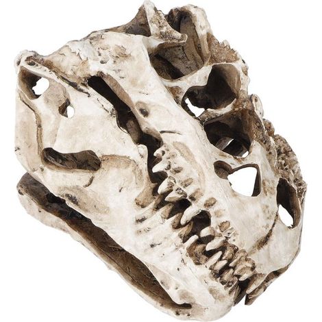 Adorno de calavera de dinosaurio - Resina - Decoración realista para Halloween (1/5)