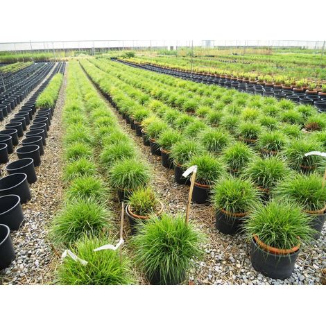 Gardenaria Pennisetum alopecuroides 'Hameln' - Graminacea ornamentale da esterno - Altezza: 120 cm (vaso 24) (1/2)