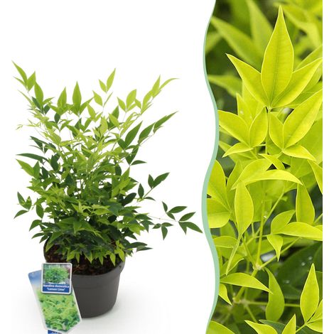 Nandina domestica Lemon & Lime Arbuste de Jardin Persistant Jaune Vert Pot 17cm Hauteur 45cm - PANGIVO (1/5)