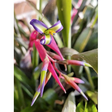 Billbergia nutans Pot de 1L/1,5L