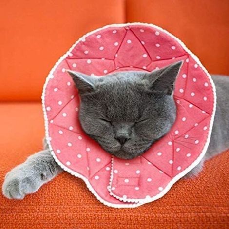Collare post-operatorio per cani e gatti: comodo, impermeabile e antigraffio, con chiusura regolabile.