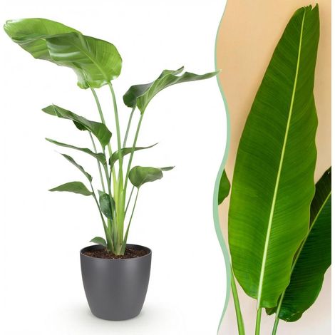 Strelitzia Nicolai - Plante d'Intérieur Oiseau de Paradis Blanc - Pot Gris 21 cm - H 110-120 cm - PANGIVO (1/5)